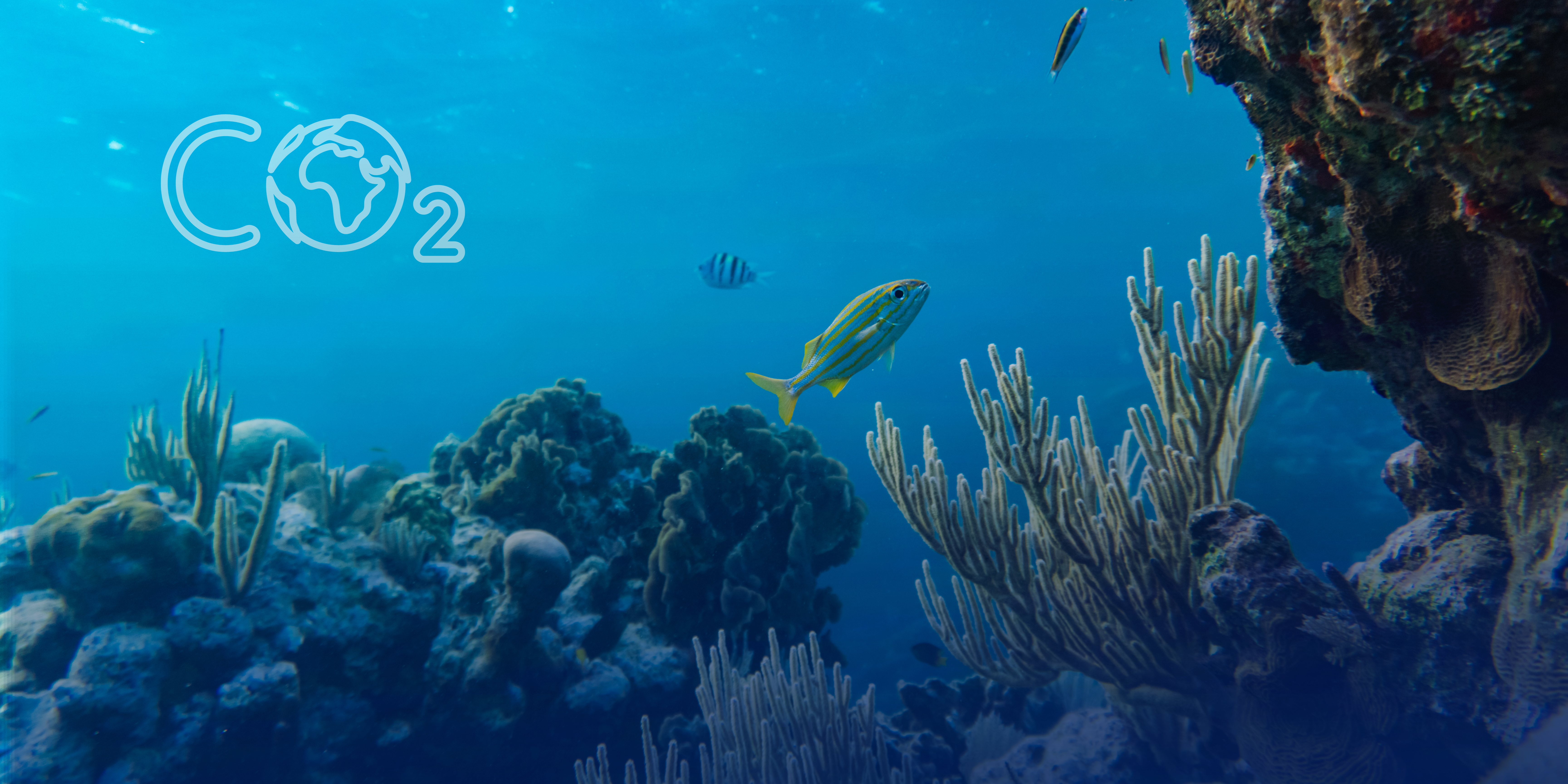 Blue Carbon, Aquicultura Sustentável, Tecnologia para Aquicultura, Soluções Inovadoras em Aquicultura, Monitoramento de Tanques de Peixes, FL Fish Farm, Desenvolvimento Sustentável na Aquicultura, Gestão de Viveiros Aquícolas, Tecnologia para Peixes e Aquicultura, Sistema de Monitoramento Ambiental Aquícola, Eficiência na Produção de Peixes, Inovação em Aquicultura, Práticas Sustentáveis na Aquicultura, Controle de Saúde de Peixes, Gestão Inteligente de Aquicultura, Tecnologias Ecológicas para Aquicultura, Otimização de Produção Aquícola, FL EcoIT, Sustentabilidade na Aquicultura, Cultivo Sustentável de Peixes, Sistema de Câmeras para Aquicultura, Aquicultura, Tilápias