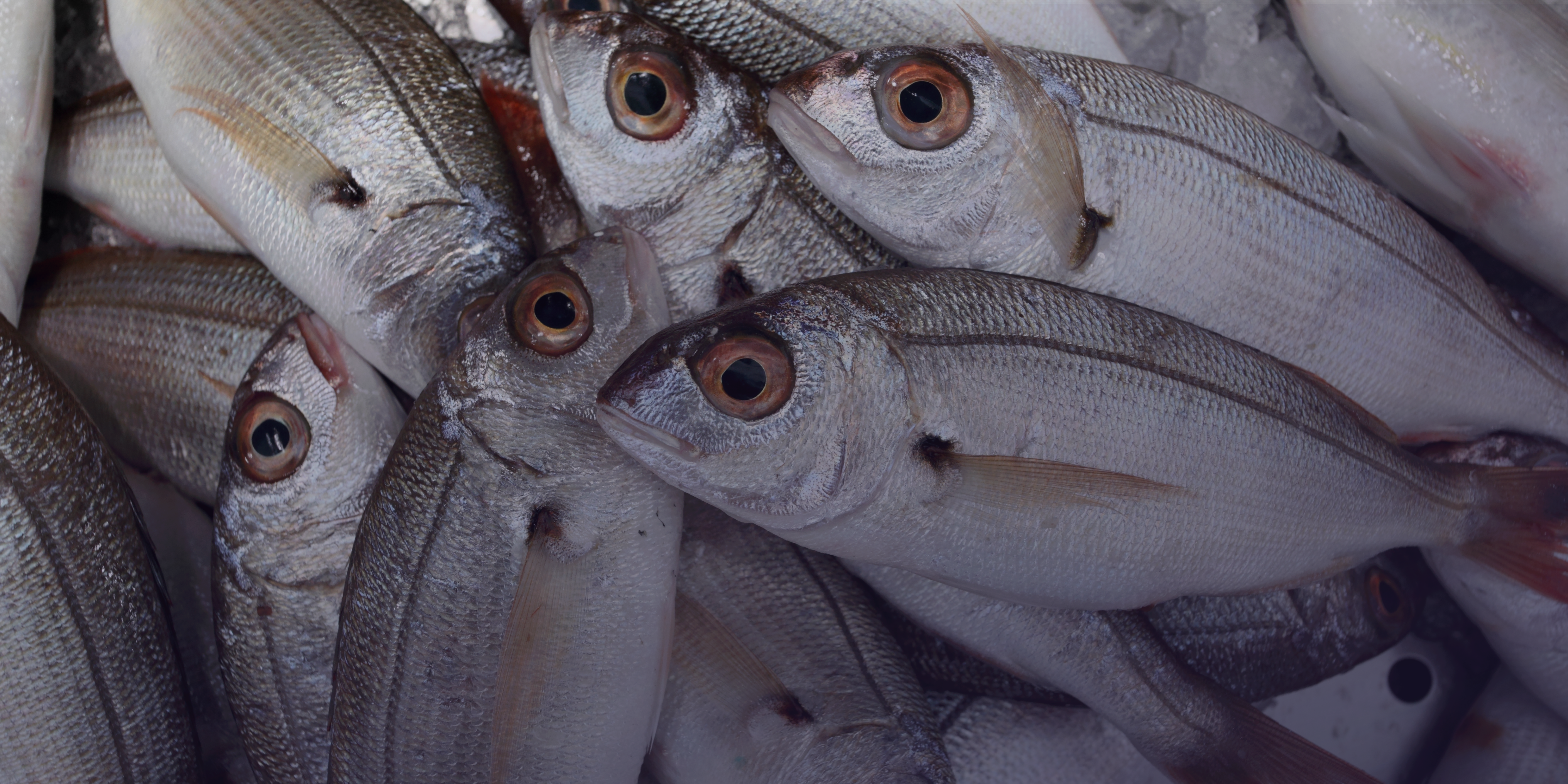 FL Fishing, Aquicultura Sustentável, Tecnologia para Aquicultura, Soluções Inovadoras em Aquicultura, Monitoramento de Tanques de Peixes, FL Fish Farm, Desenvolvimento Sustentável na Aquicultura, Gestão de Viveiros Aquícolas, Tecnologia para Peixes e Aquicultura, Sistema de Monitoramento Ambiental Aquícola, Eficiência na Produção de Peixes, Inovação em Aquicultura, Práticas Sustentáveis na Aquicultura, Controle de Saúde de Peixes, Gestão Inteligente de Aquicultura, Tecnologias Ecológicas para Aquicultura, Otimização de Produção Aquícola, FL EcoIT, Sustentabilidade na Aquicultura, Cultivo Sustentável de Peixes, Sistema de Câmeras para Aquicultura, Aquicultura, Tilápias